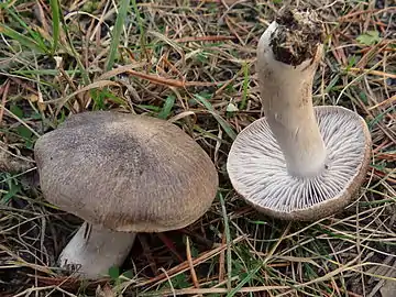  Photographie d'un champignon debout au chapeau gris et feutré et d'un autre retourné aux lames blanches et au pied gris clair sans reflets jaunes