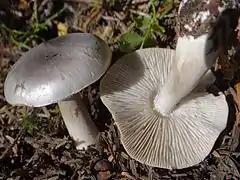  Photographie d'un champignon debout au chapeau gris brillant et fibrillé radialement et d'un autre retourné aux lames et pied blanc sans traces de jaune