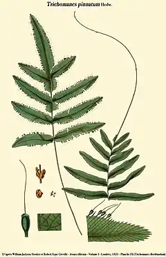 Trichomanes pinnatum Hedw.