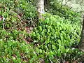 Hymenophyllum nephrophyllum en tapis forestier