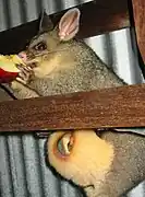 Femelle et petits dans la poche marsupiale