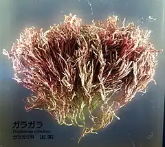 Tricleocarpa cylindrica photographiée au Musée national de la nature et des sciences de Tokyo.