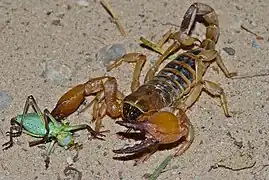 Description de l'image Tricolor Scorpion (Opistophthalmus wahlbergii) (7000378465).jpg.