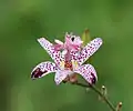 Orchidée du Jardin (Tricyrtis formosana)