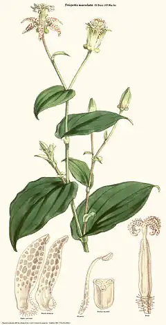 Description de l'image Tricyrtis maculata (pilosa).jpg.