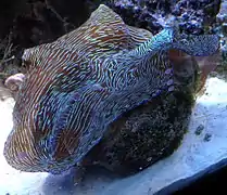 En aquarium