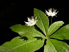 Trientalis borealis