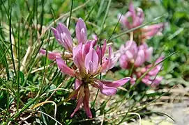 Trifolium alpinum, ou trèfle des montagnes