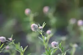 Trifolium arvense L. — Trèfle des champs.