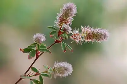 Trifolium arvense var arvense