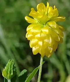 Description de l'image Trifolium aureum W.jpg.