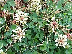 Description de l'image Trifolium occidentale.jpg.