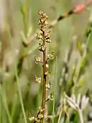 Triglochin barrelieri (Juncaginaceae)