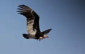 Vautour à tête blanche en plein vol.