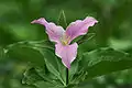 Trillium grandiflorum f. roseum