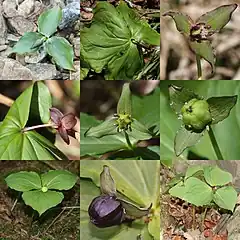 Description de l'image Trillium smallii (Montage s4).jpg.