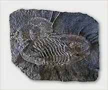 Fossile de trilobites dans le schiste.