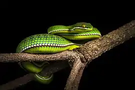 Jeune mâle dans le parc national de Kaeng Krachan