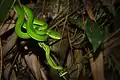 Trimeresurus albolabris (crotale des bambous) (mâle)