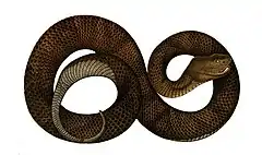 Description de l'image Trimeresurus borneensis.jpg.