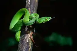 Un serpent vert lové autour d'une petite branche regarde quelque chose en lui tirant la langue.