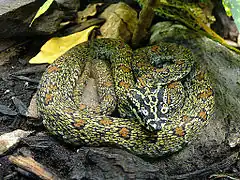 Description de l'image Trimeresurus jerdonii xanthomelas.jpg.