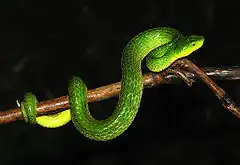 Description de l'image Trimeresurus macrolepis profile.jpg.