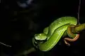 Trimeresurus macrops