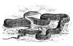 Description de l'image Trimeresurus_mucrosquamatus.jpg.