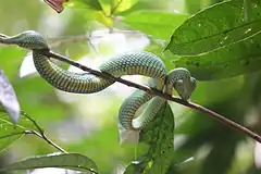 Viperidae Trimeresurus nebularis