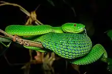 Un grand serpent vert se love nonchalamment s'appuyant sur quelques branches d'arbre.