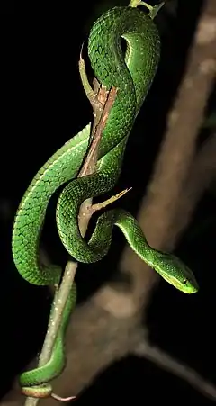 Description de l'image Trimeresurus septentrionalis wiki.jpg.