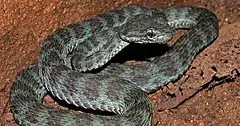 Description de l'image Trimeresurus truongsonensis.jpg.