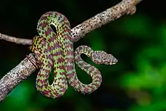 trimeresurus venustus.