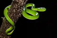 Crotale vert arboricole (Trimeresurus vogeli)