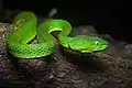 Un trimeresurus vogeli dans le sanctuaire de faune de Khao Soi Dao, Thaïlande