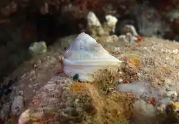 Trimusculus mauritianus, un gastéropode pulmoné (rare)