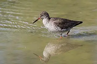 Le Chevalier gambette (Tringa totanus) est une espèce d'oiseaux limicoles.