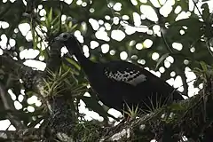 Description de l'image Trinidad piping-guan.jpg.