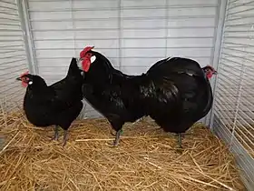 Trio de Poule d'Alsace noir