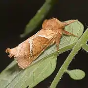 Triodia sylvina  (Linnaeus, 1761)