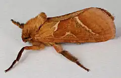 Description de l'image Triodia sylvina, Orange Swift, Trawscoed, North Wales, Aug 2015 (21399178332) (2).jpg.