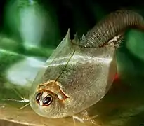 Branchiopode (Triops longicaudatus)