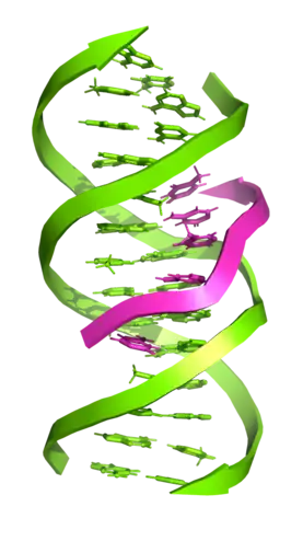 ADN triplex. Les flèches vont dans le sens 5' vers 3'. (PDB 1BWG)