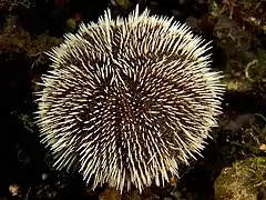 Oursin blanc (Tripneustes ventricosus)