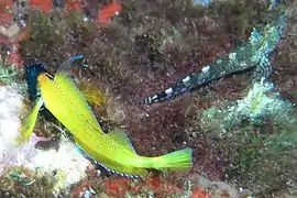 Tripterygion delaisi sujets mâle et femelle (Hyères, Méditerranée)