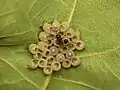 Coquilles d'œufs d'insectes vidées par des hyménoptères parasites (Trissolcus sp.).