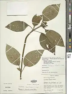 Tristemma mauritianum.