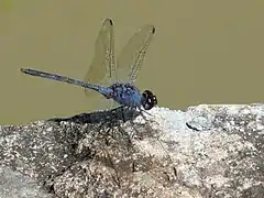 Description de l'image Trithemis dejouxi.jpg.