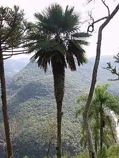 Caranday (Trithrinax brasiliensis), encore appelé Trithrinax acanthocoma.